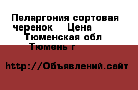 Пеларгония сортовая  черенок  › Цена ­ 200 - Тюменская обл., Тюмень г.  »    